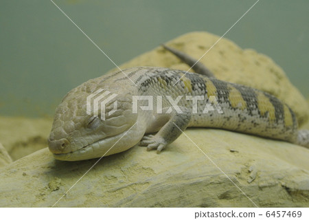 A lizard that sleeps on a rocky place A lizard that sleeps on a rocky place 6457469