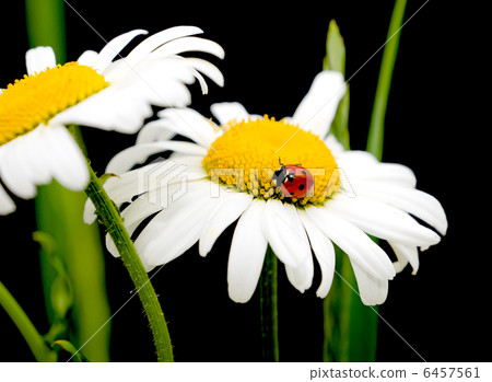 ladybug on the flowers of camomile 6457561