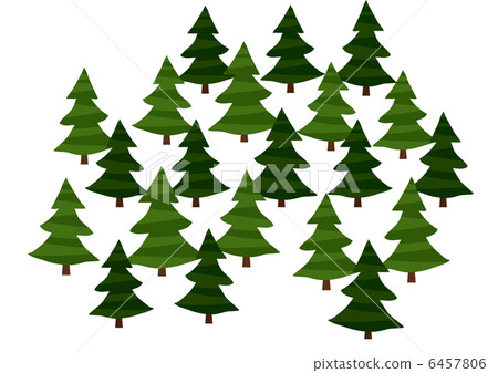 Cedar forest 6457806