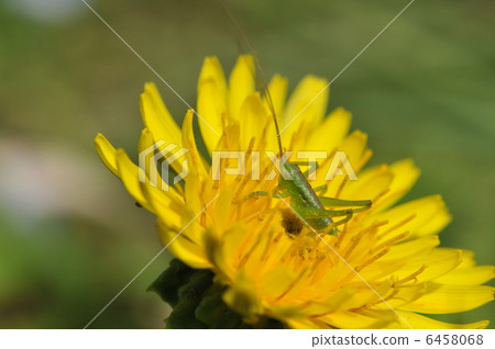 蒲公英和Yabukiri 6458068