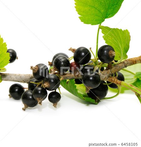 black currant 6458105