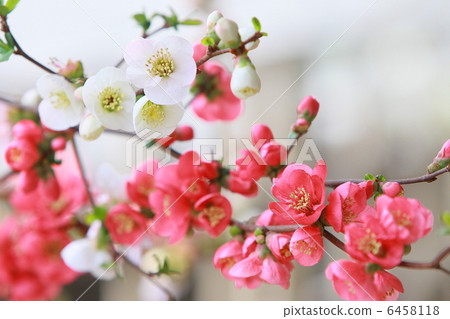 Blurred flower 6458118