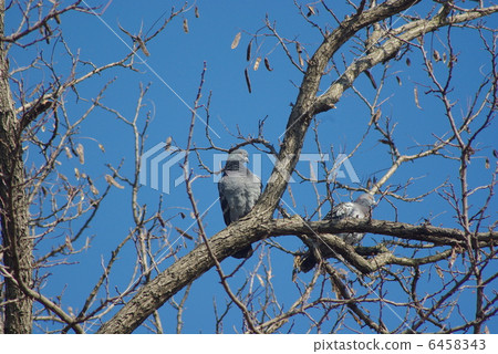Dobat that stops on the high branch of the walking path of Korakuen 6458343
