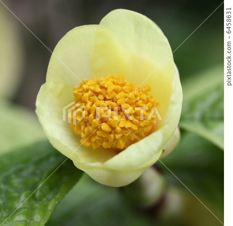Camellia Camellia 6458631