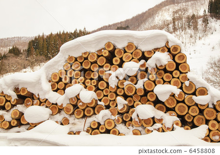 Cedars cut down in the mountains Cedars cut down in the mountains 6458808