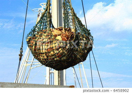 Scallop fishery 6458902