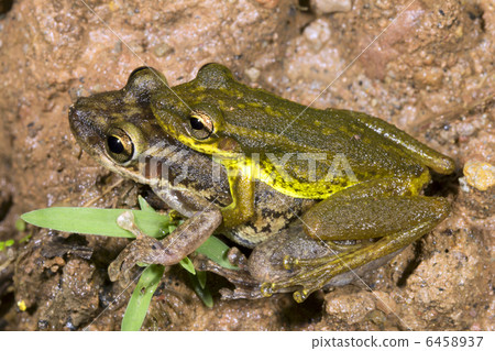 Red Snouted Treefrog (Scinax ruber) 6458937