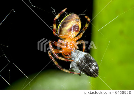 Tropical orb-web spider 6458938
