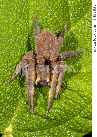 Venomous wandering spider Venomous wandering spider 6458939