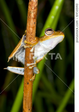 Convict treefrog (Hypsiboas calcaratus) Convict treefrog (Hypsiboas calcaratus) 6458940