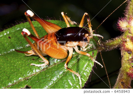 Camel cricket (Lutosa sp.) 6458943