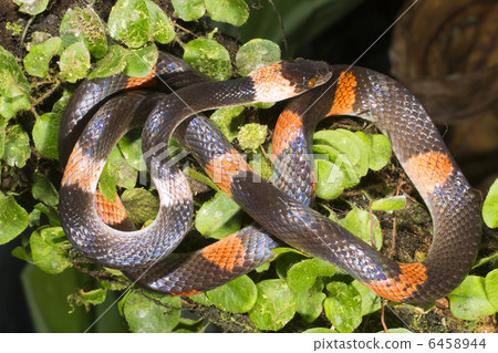 Banded calico snake (Oxyrhopus petola) Banded calico snake (Oxyrhopus petola) 6458944