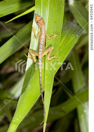 Amazonian Anole lizard (Anolis trachyderma) 6458945