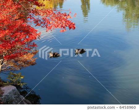 京都艾肯（天然池塘） 6458960