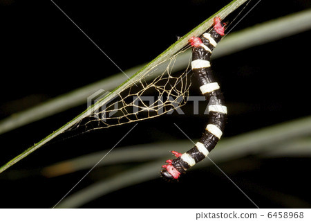 Striped geometrid caterpillar Striped geometrid caterpillar 6458968