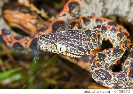 Tree Boa (Corallus hortulanus), Centro de Pesquisas …