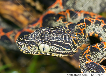 Juvenile Amazon Tree Boa (Corallus hortulanus) Juvenile Amazon Tree Boa (Corallus hortulanus) 6458975
