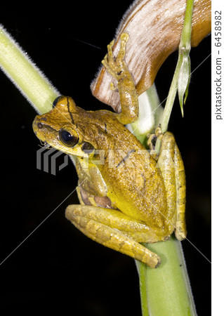 Yasuni Broad Headed Treefrog (Osteocephalus yasuni) Yasuni Broad Headed Treefrog (Osteocephalus yasuni) 6458982