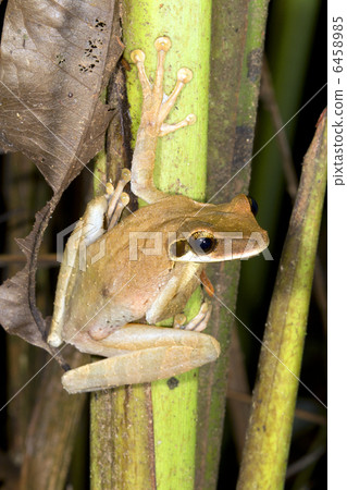 Broad Headed Treefrog (Osteocephalus planiceps) Broad Headed Treefrog (Osteocephalus planiceps) 6458985