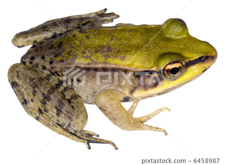 Neotropical green frog (Lithobates palmipes) 6458987