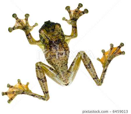 Warty Treefrog (Ecnomiohyla tuberculosa) 6459013
