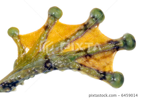 Webbed hind foot of the Warty Treefrog Webbed hind foot of the Warty Treefrog 6459014