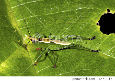 Green cone head katydid Green cone head katydid 6459016