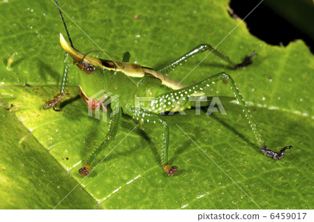Green cone-head katydid Green cone-head katydid 6459017