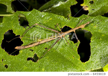Stick grasshoppers (Proscopiidae) mating Stick grasshoppers (Proscopiidae) mating 6459019