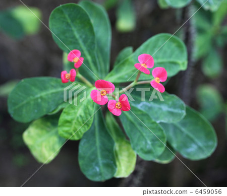 虎刺梅 虎刺梅 6459056