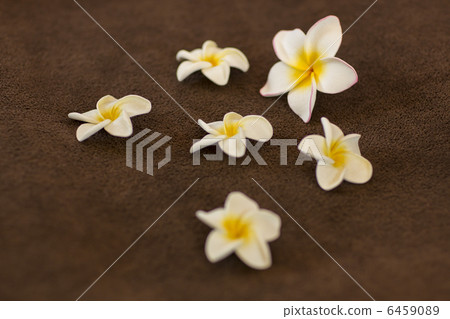 雞蛋花瓣 6459089