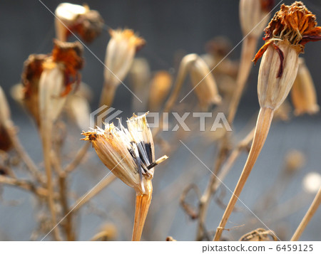 Dying marigold 6459125