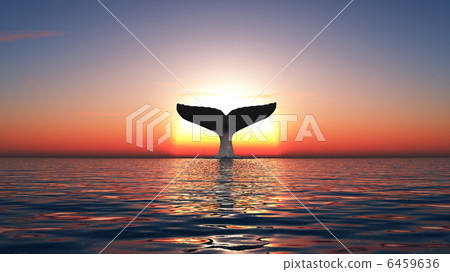 A whale 6459636
