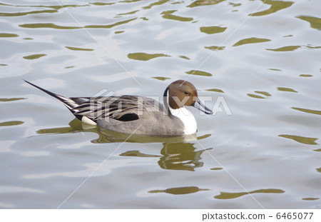 男性魚在游泳在水中迅速 6465077