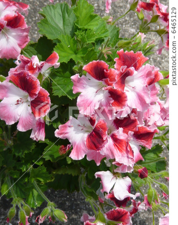 Pelargonium Pelargonium 6465129
