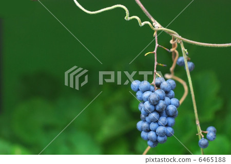 Aozururafuji fruit 6465188