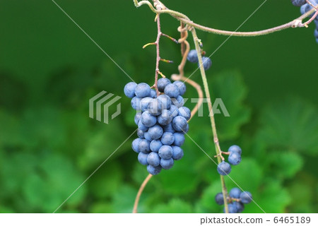 Aozururafuji fruit 6465189