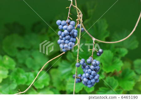 Aozururafuji fruit 6465190