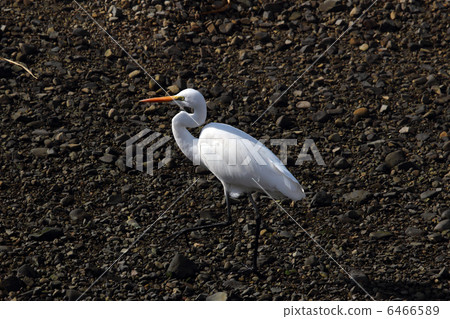蒼鷺 6466589