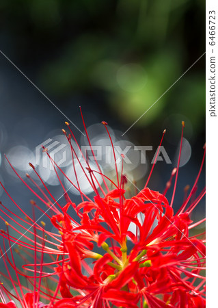 Mandarin saixa Mandarin saixa 6466723