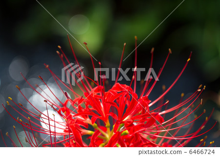 Mandarin saixa 6466724