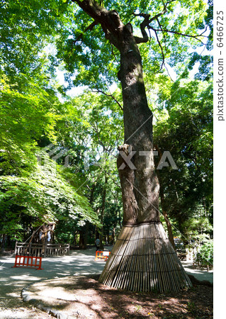 Mori no Mori Mori no Mori 6466725