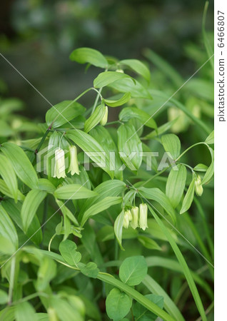 我叫Takara Grasshopper。 我叫Takara Grasshopper。 6466807