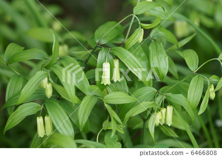 My name is Takara Grasshopper. My name is Takara Grasshopper. 6466808