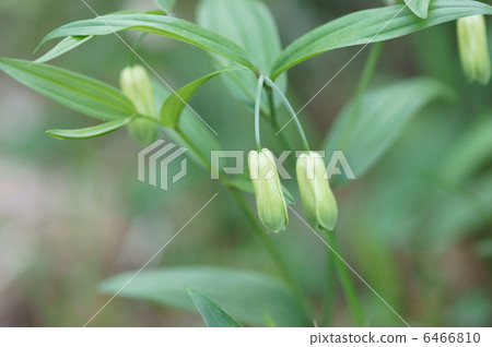 我叫Takara Grasshopper。 6466810