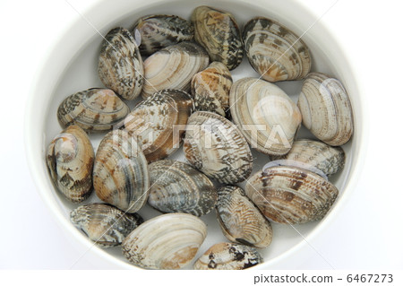 無沙蛤蜊 6467273