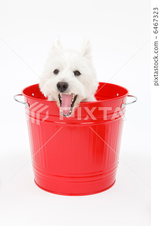 A dog in a bucket 6467323