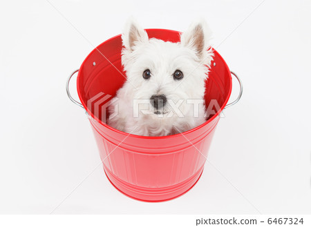 A dog in a bucket 6467324