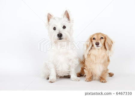 Terrier and Dachshund 6467330
