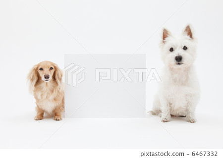 小獵犬和臘腸犬和白板 小獵犬和臘腸犬和白板 6467332